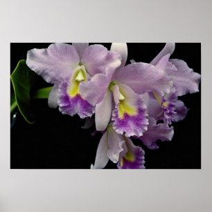 Poster Belle orchidée, cattleya (labiata d'ariel X)