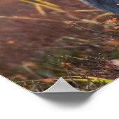 Poster Belle orignal aux gros bois (Coin)