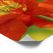 Poster Belle Pavot Rouge (Coin)