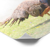 Poster Belle Peacock Bird Walking (Coin)