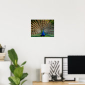 Poster Belle Peacock Stock Photos (Bureau à domicile)