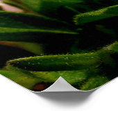 Poster Belle pétunia rose en noir (Coin)