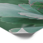 Poster Belle photo d'art Plante du désert (Coin)