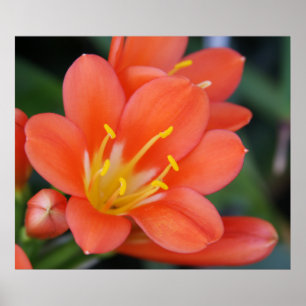 Poster Belle photo de fleurs orange
