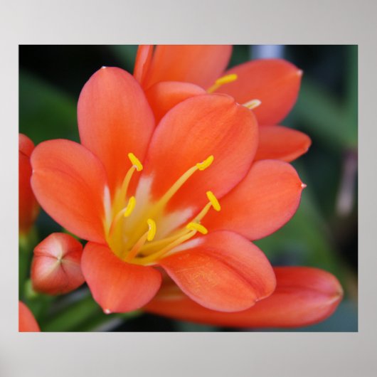 Poster Belle photo de fleurs orange (Devant)