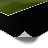 Poster Belle photo de gros plan de pavot rose (Coin)