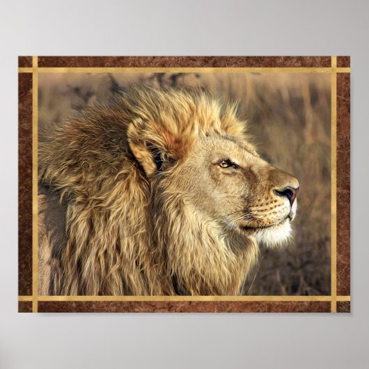 Poster Belle photo de lion (Devant)