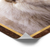 Poster Belle Photo de Lion Blanc (Coin)