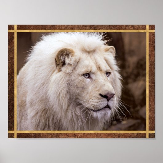 Poster Belle Photo de Lion Blanc (Devant)