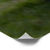 Poster Belle photo de tigre blanc (Coin)