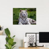 Poster Belle photo de tigre blanc (Bureau à domicile)