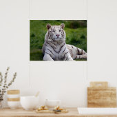 Poster Belle photo de tigre blanc (Cuisine)
