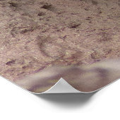 Poster Belle photo de tigre blanc du Bengale (Coin)