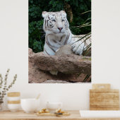 Poster Belle photo de tigre blanc du Bengale (Cuisine)