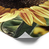 Poster Belle photo de tournesol (Coin)