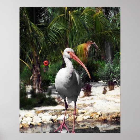 Poster Belle photo d'oiseaux tropicaux (Devant)