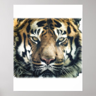 Poster Belle photo du visage du tigre du Bengale