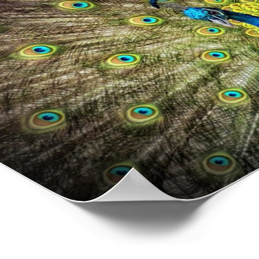 Poster Belle photo Peacock (Coin)