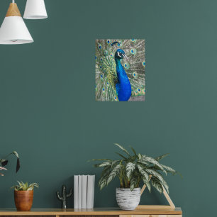 Poster Belle photo Peacock Bleu