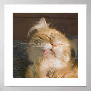Poster Belle photographie de chat Maine Coon qui se toile