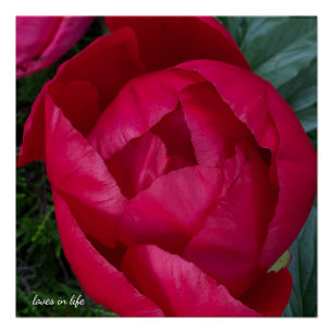 Poster Belle Pivoine Rouge en Fleur