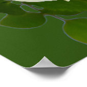 Poster Belle rose blanche (Coin)