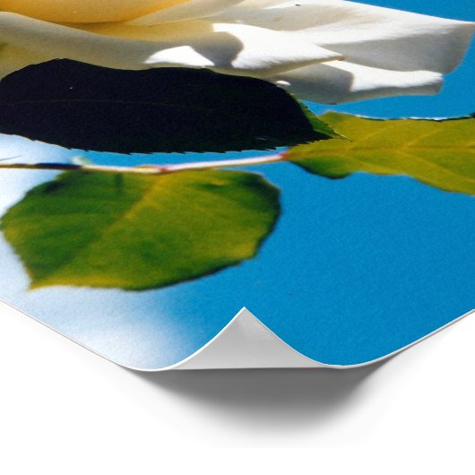 Poster Belle rose blanche (Coin)