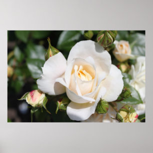 Poster Belle rose blanche fleur. photographie florale,
