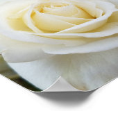 Poster Belle rose blanche immaculée photo (Coin)