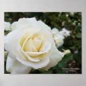 Poster Belle rose blanche immaculée photo (Devant)