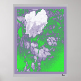 POSTER BELLE ROSE BLANCHE IMPRIMÉE 18 X 24