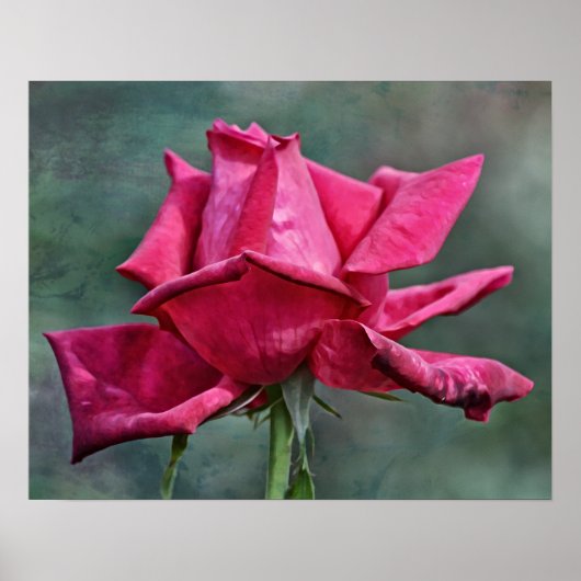 Poster Belle rose magenta Art photographique Imprimer (Devant)
