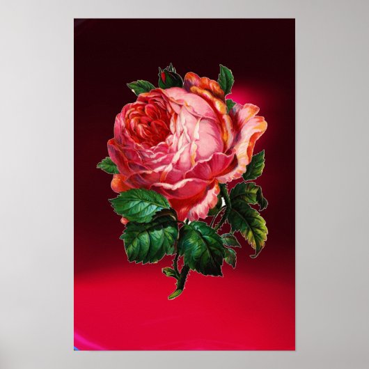 POSTER BELLE ROSE ROSE (Devant)