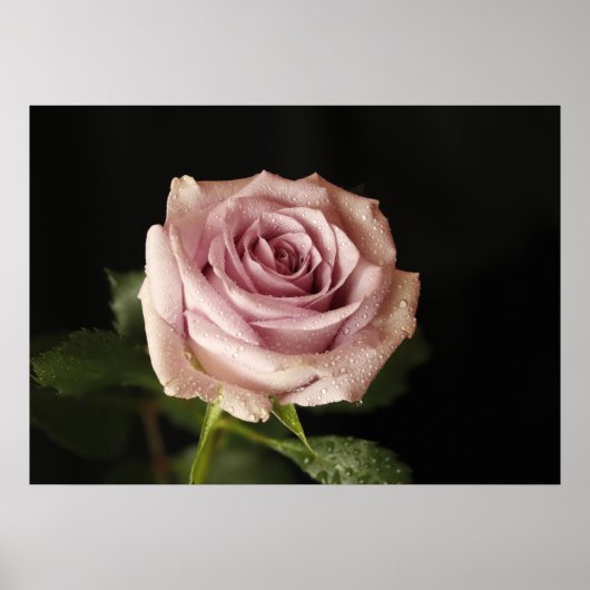 Poster belle rose rose (Devant)