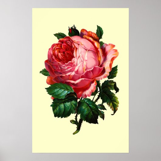 POSTER BELLE ROSE ROSE (Devant)