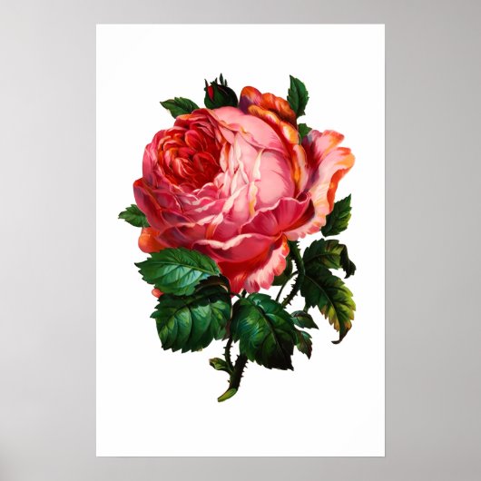 POSTER BELLE ROSE ROSE (Devant)