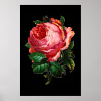BELLE ROSE ROSE