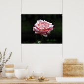 Poster Belle Rose rose Gros plan (Cuisine)