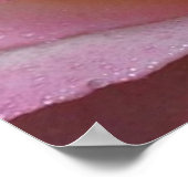 Poster belle rose rose rose (Coin)