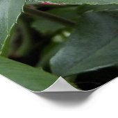 Poster Belle rose rose rose (Coin)