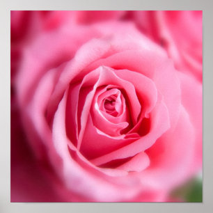Poster Belle rose rose rose