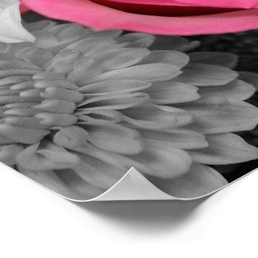 Poster Belle rose rouge (Coin)