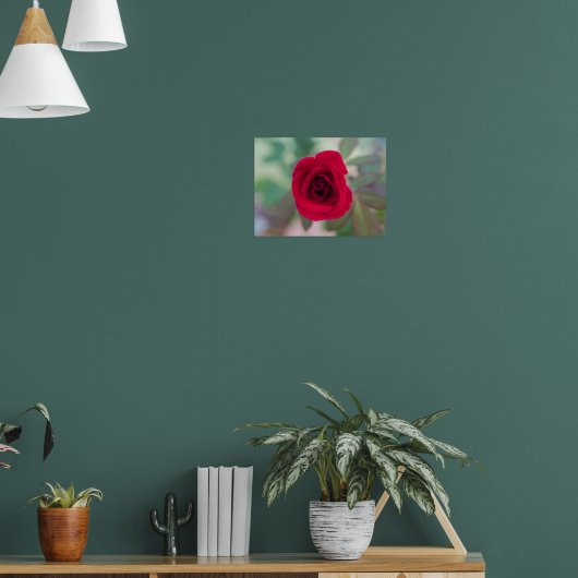 Poster Belle Rose Rouge (Salon 1)