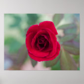 Poster Belle Rose Rouge (Devant)