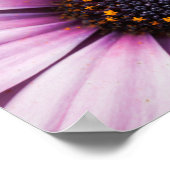 Poster Belle rose violet Ostéosperum Flower (Coin)