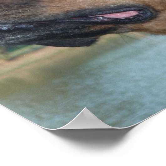 Poster Belle Rottweiler (Coin)