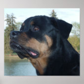 Poster Belle Rottweiler (Devant)