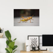 Poster Belle sauterelle colorée en gros plan (Bureau à domicile)