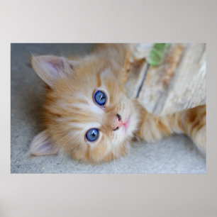Poster Belle Tabby Kitten Orange