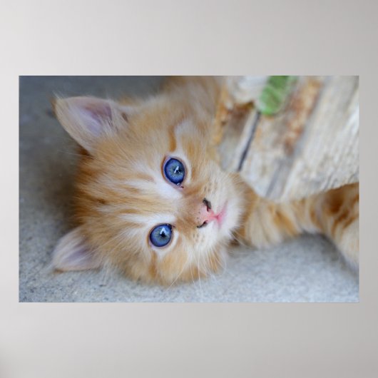 Poster Belle Tabby Kitten Orange (Devant)